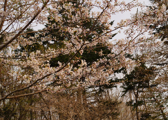 北海道某所で撮影した「桜」の写真2015