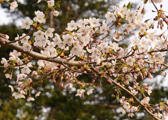 北海道某所で撮影した「桜」の写真2015