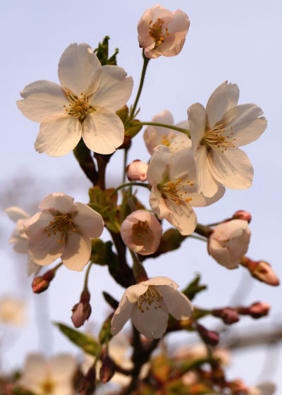 北海道某所で撮影した「桜」の写真2015