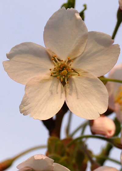 北海道某所で撮影した「桜」の写真2015