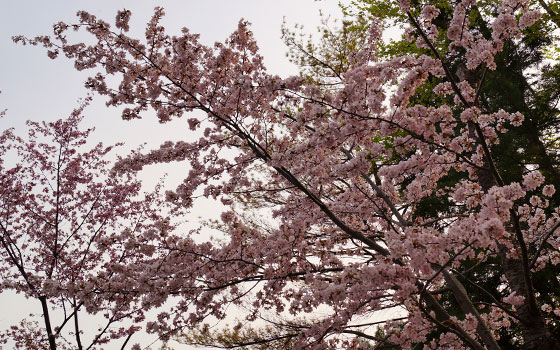 北海道某所で撮影した「桜」の写真2015