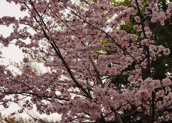 北海道某所で撮影した「桜」の写真2015