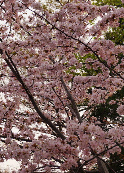 北海道某所で撮影した「桜」の写真2015