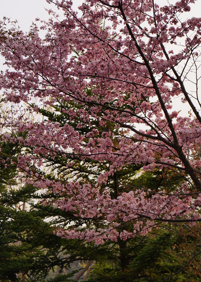 北海道某所で撮影した「桜」の写真2015