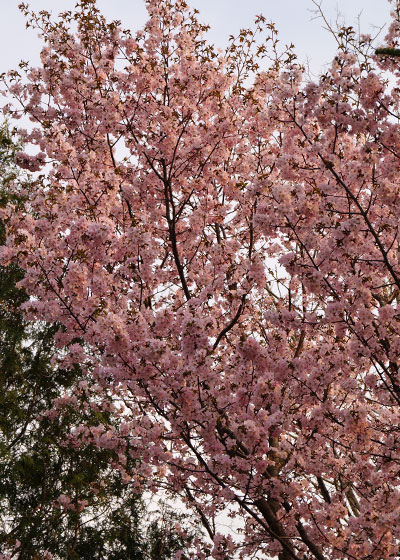 北海道某所で撮影した「桜」の写真2015