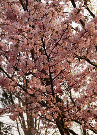 北海道某所で撮影した「桜」の写真2015