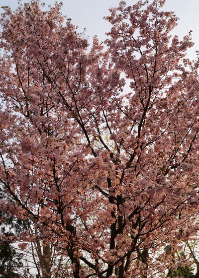 北海道某所で撮影した「桜」の写真2015