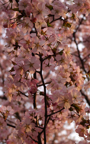 北海道某所で撮影した「桜」の写真2015