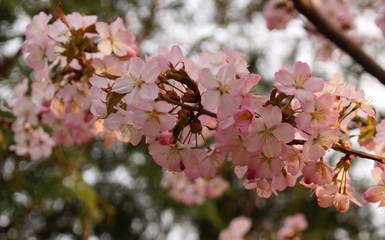 北海道某所で撮影した「桜」の写真2015