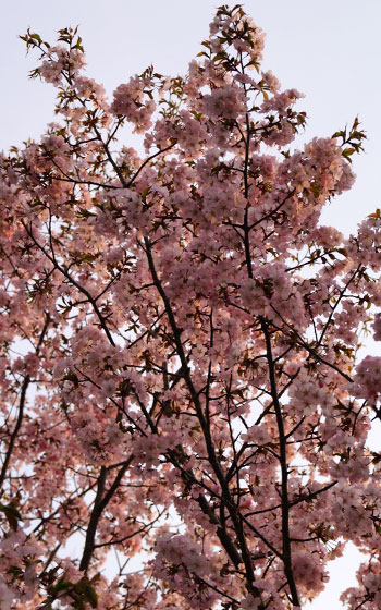 北海道某所で撮影した「桜」の写真2015