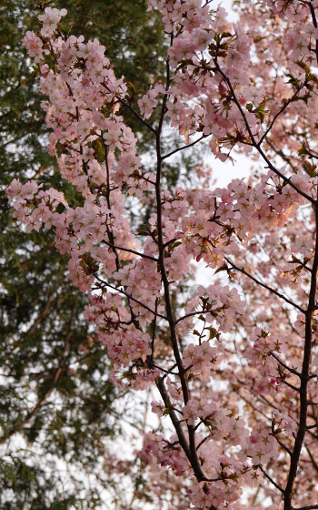 北海道某所で撮影した「桜」の写真2015