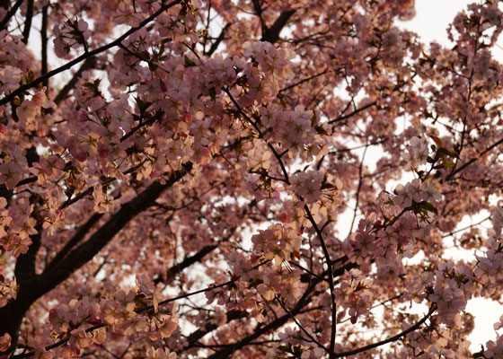 北海道某所で撮影した「桜」の写真2015