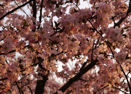 北海道某所で撮影した「桜」の写真2015