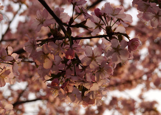 北海道某所で撮影した「桜」の写真2015