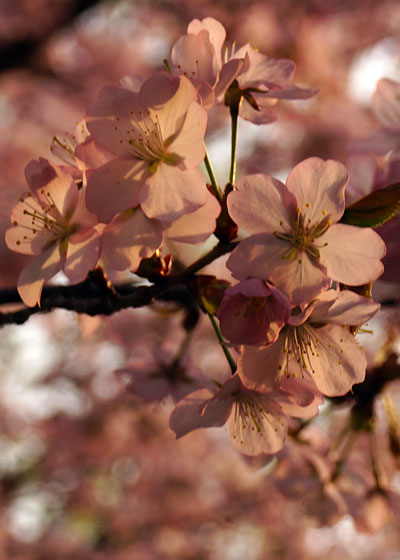 北海道某所で撮影した「桜」の写真2015