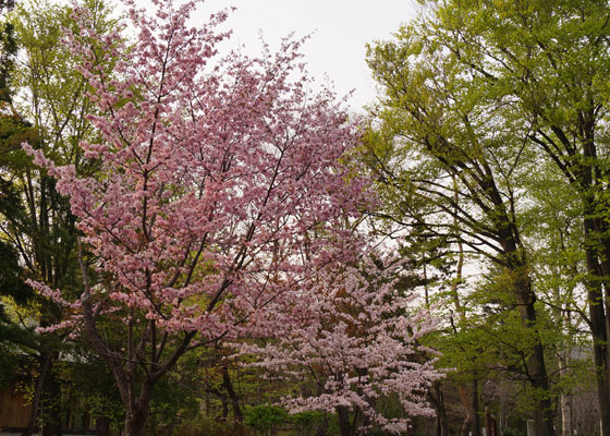 北海道某所で撮影した「桜」の写真2015