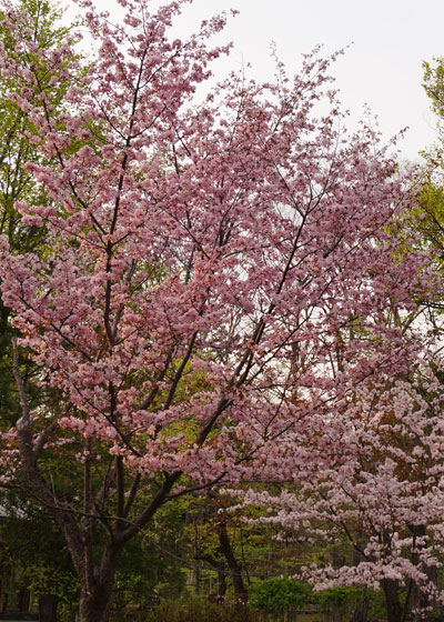 北海道某所で撮影した「桜」の写真2015