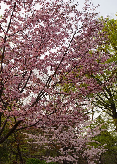 北海道某所で撮影した「桜」の写真2015