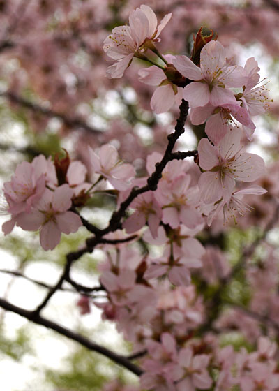 北海道某所で撮影した「桜」の写真2015