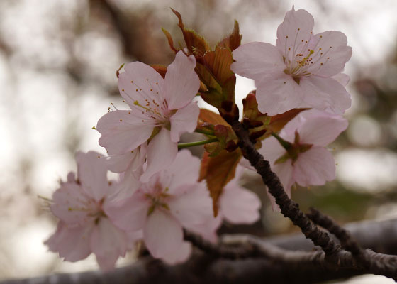 北海道某所で撮影した「桜」の写真2015