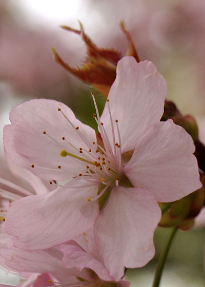 北海道某所で撮影した「桜」の写真2015