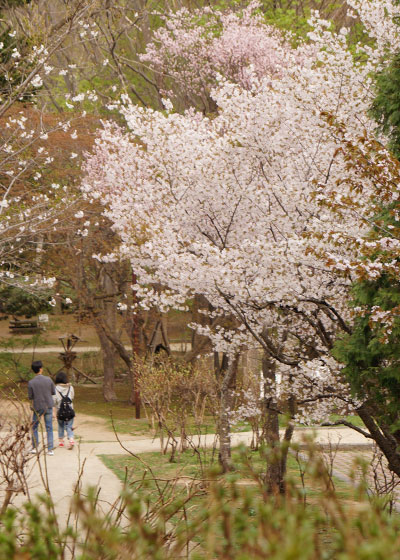 北海道某所で撮影した「桜」の写真2015