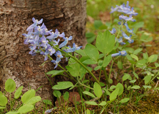 北海道某所で撮影した「エゾエンゴサク」の写真2015