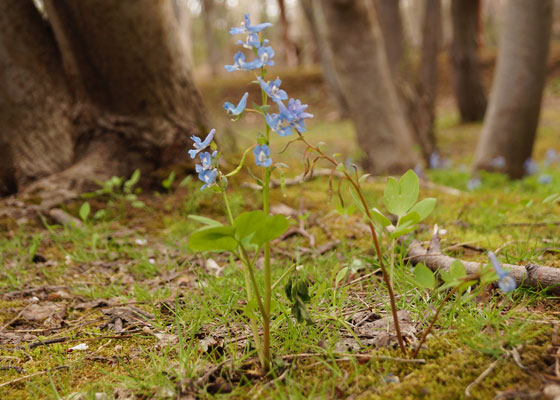 北海道某所で撮影した「エゾエンゴサク」の写真2015