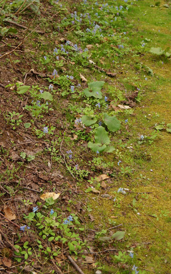 北海道某所で撮影した「エゾエンゴサク」の写真2015