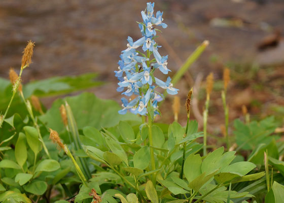 北海道某所で撮影した「エゾエンゴサク」の写真2015