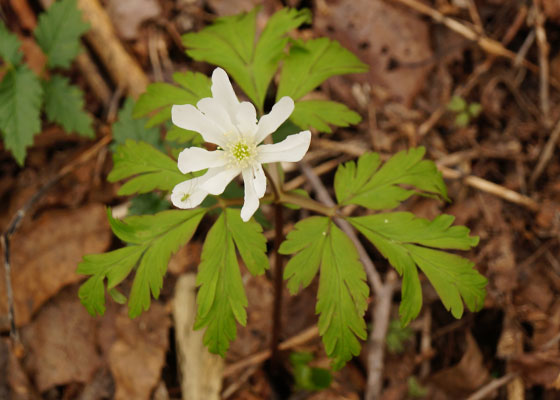 北海道某所で撮影した「キクザキイチゲ（菊咲一華）」の写真