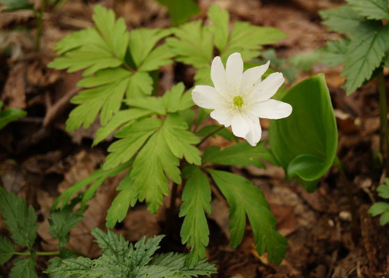 北海道某所で撮影した「キクザキイチゲ（菊咲一華）」の写真