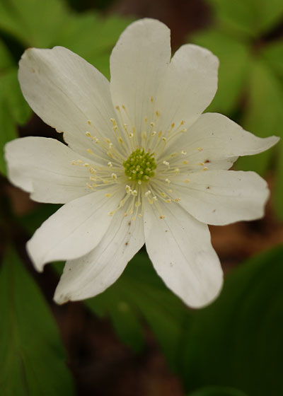 北海道某所で撮影した「キクザキイチゲ（菊咲一華）」の写真