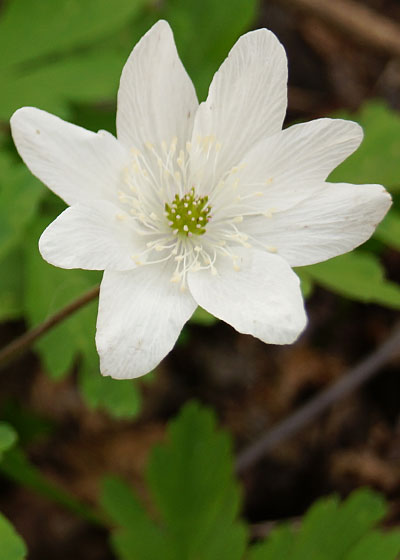 北海道某所で撮影した「キクザキイチゲ（菊咲一華）」の写真