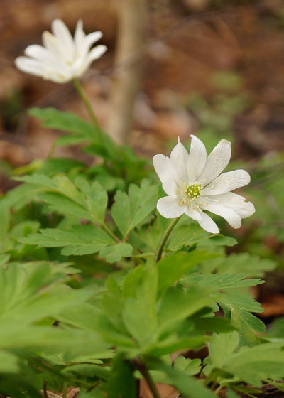 北海道某所で撮影した「キクザキイチゲ（菊咲一華）」の写真