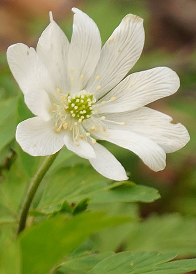 北海道某所で撮影した「キクザキイチゲ（菊咲一華）」の写真