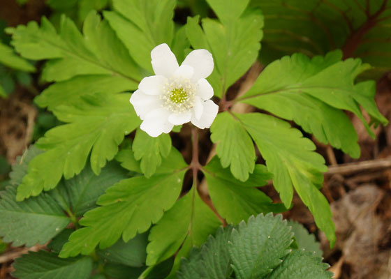 北海道某所で撮影した「キクザキイチゲ（菊咲一華）」の写真