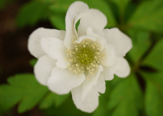 北海道某所で撮影した「キクザキイチゲ（菊咲一華）」の写真