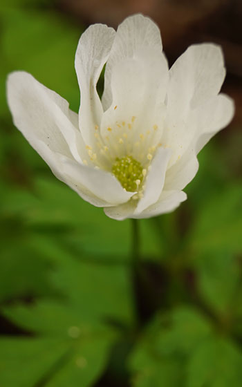 北海道某所で撮影した「キクザキイチゲ（菊咲一華）」の写真