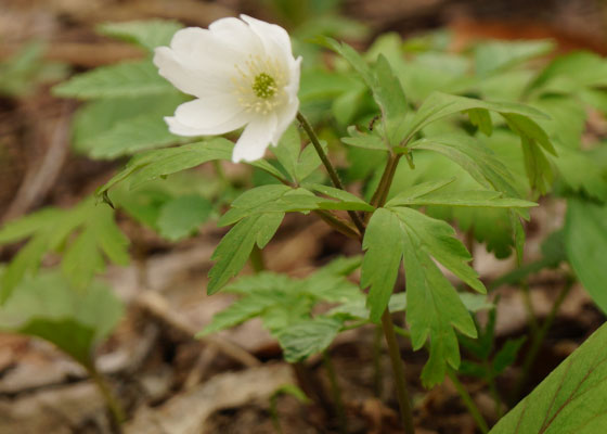 北海道某所で撮影した「キクザキイチゲ（菊咲一華）」の写真