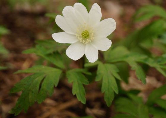 北海道某所で撮影した「キクザキイチゲ（菊咲一華）」の写真