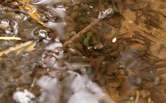 北海道某所で撮影した「キクザキイチゲ（菊咲一華）」の写真