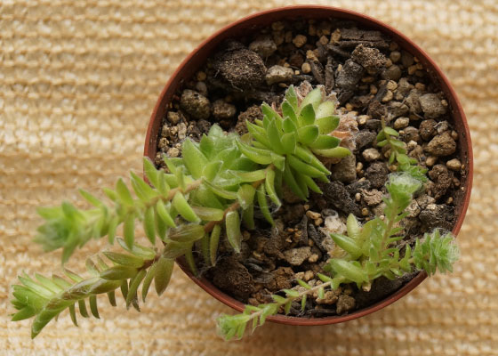 「多肉植物（黒法師・巻絹・寿・紅葉祭り・秋麗・その他）」テキトー栽培記