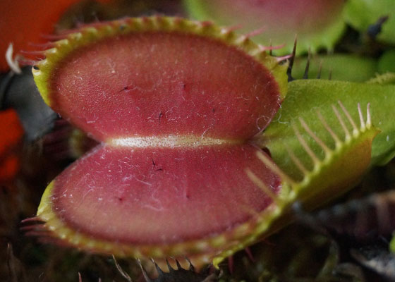 「食虫植物（ハエトリソウ・モウセンゴケ・ウツボカズラ）」テキトー栽培記