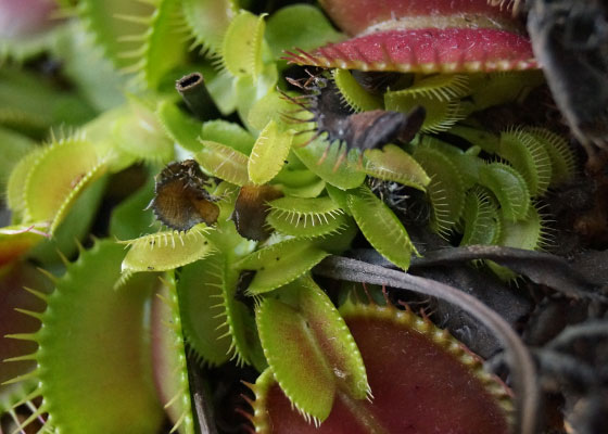 「食虫植物（ハエトリソウ・モウセンゴケ・ウツボカズラ）」テキトー栽培記