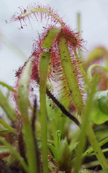 「食虫植物（ハエトリソウ・モウセンゴケ・ウツボカズラ）」テキトー栽培記