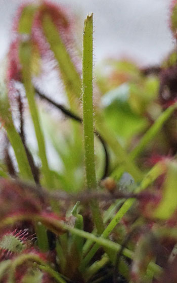 「食虫植物（ハエトリソウ・モウセンゴケ・ウツボカズラ）」テキトー栽培記