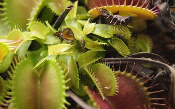 「食虫植物（ハエトリソウ・モウセンゴケ・ウツボカズラ）」テキトー栽培記