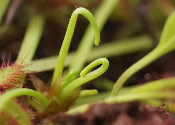 「食虫植物（ハエトリソウ・モウセンゴケ・ウツボカズラ）」テキトー栽培記