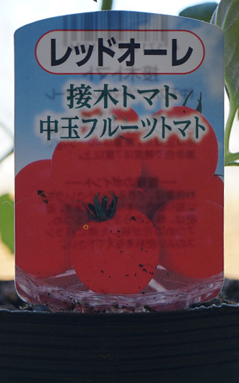 「トマト（ホーム桃太郎・レッドオーレ・サントリーフルーティミニ）」テキトー栽培記